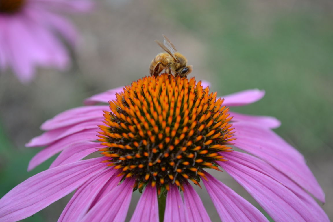 Explore Montana wildflowers at Tizer Gardens